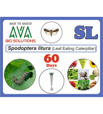 Ava Spodoptera Litura (SL) Lure